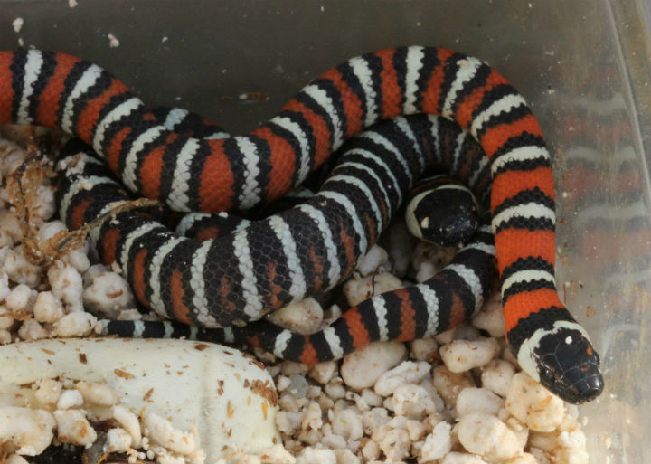 San Bernardino California Mountain King Snakes